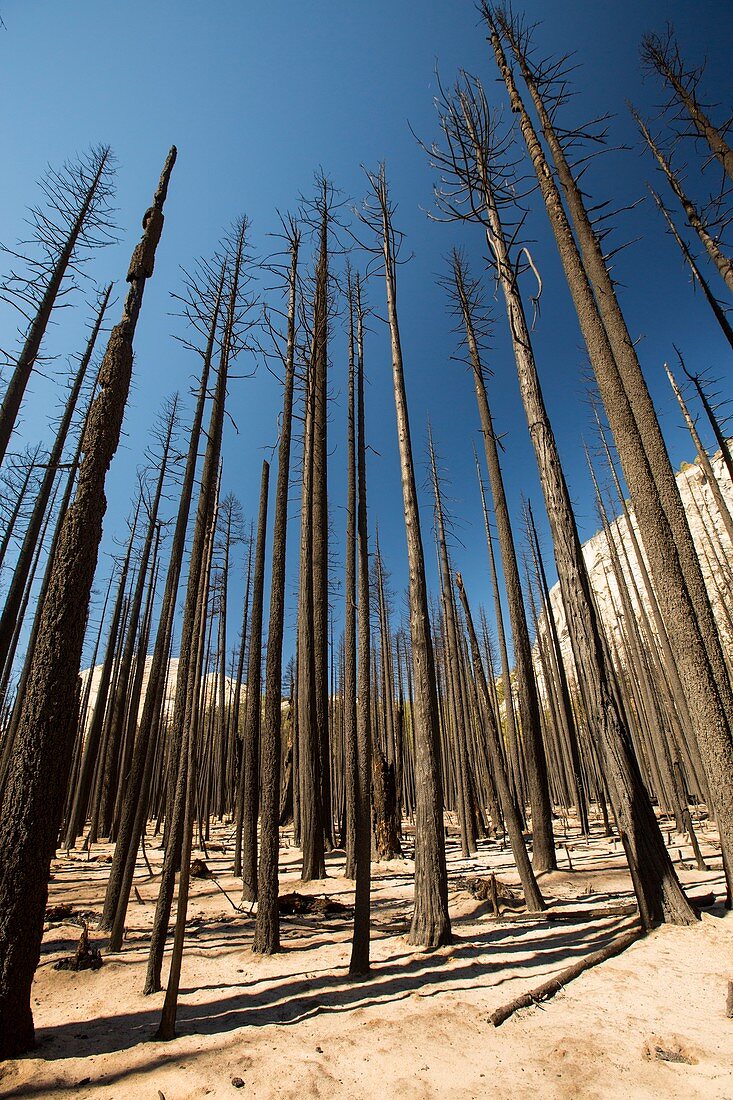 Forest fire,California,USA