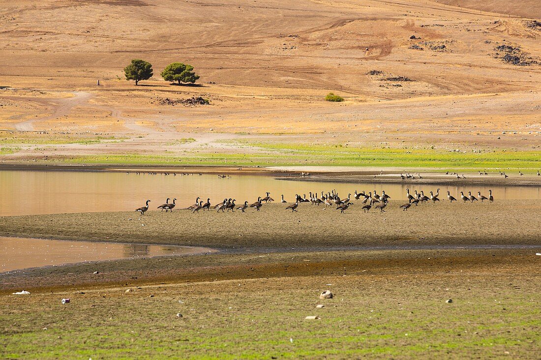 Canada Geese at Lake Success