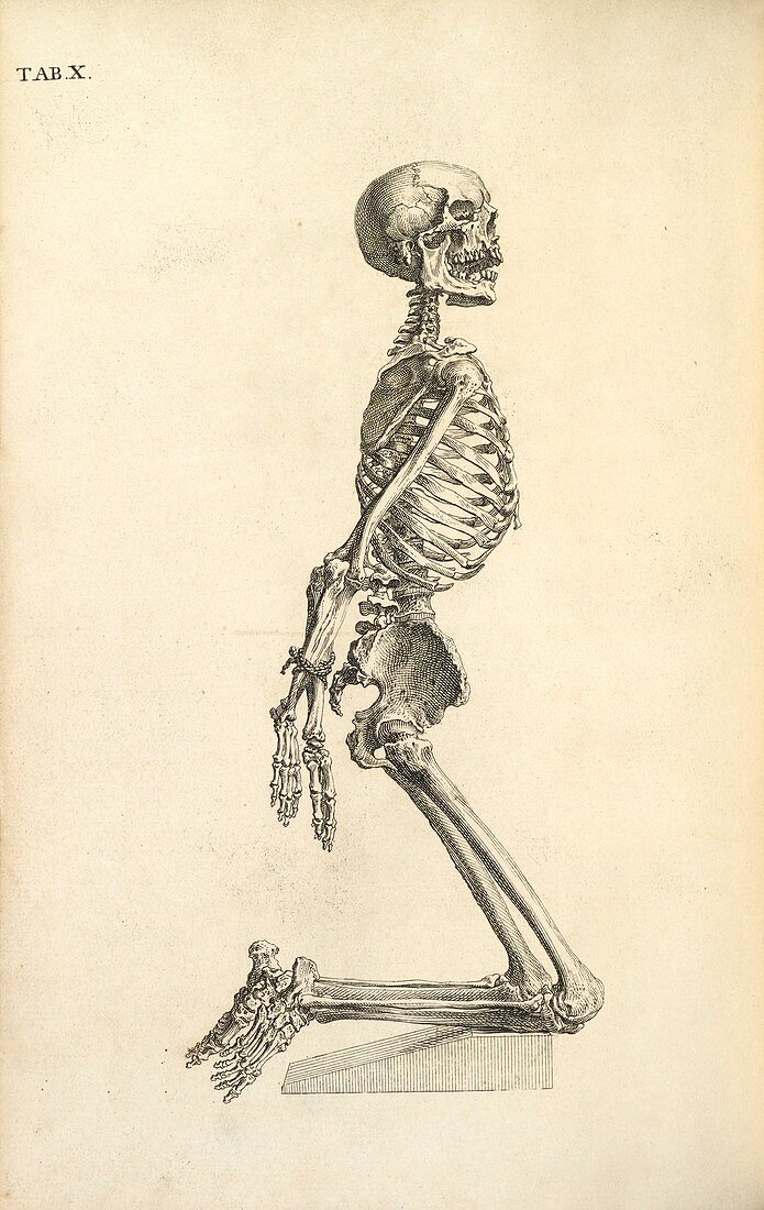 Human skeleton kneeling,18th century