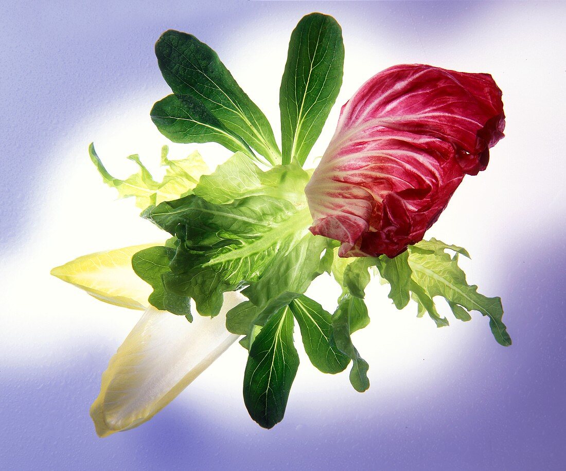 Mehrere Salatblätter: Feldsalat, Radicchio, Chicorée