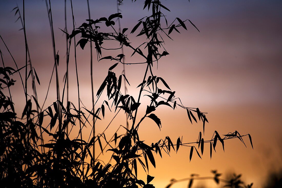 Bamboo stems at sunset