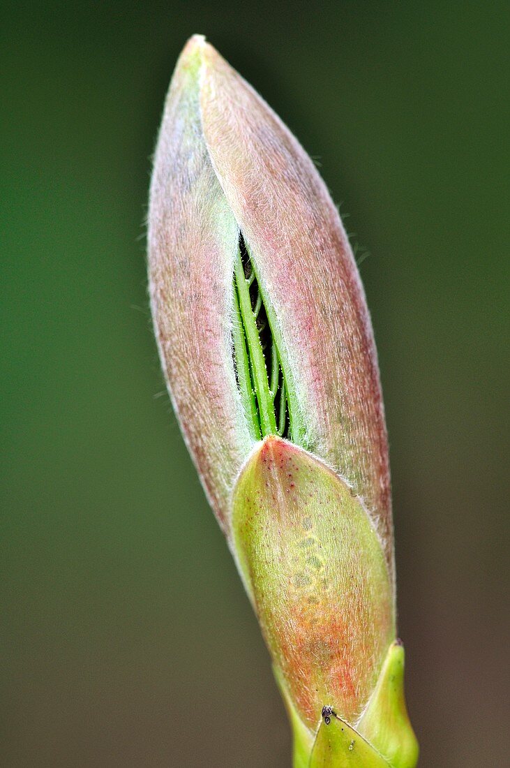 Sycamore leaf bud