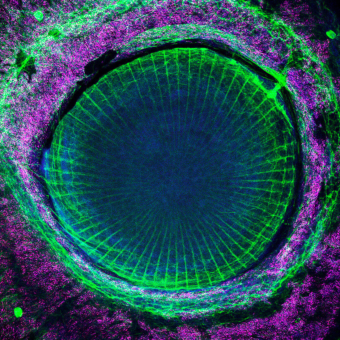 Zebrafish eye lens,confocal micrograph