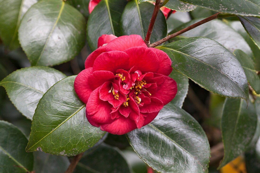 Camellia japonica 'Dobreei'