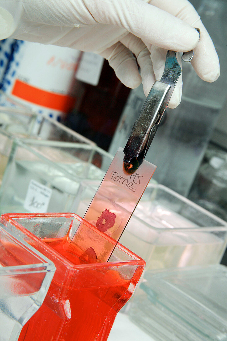 Histology tissue sample preparation