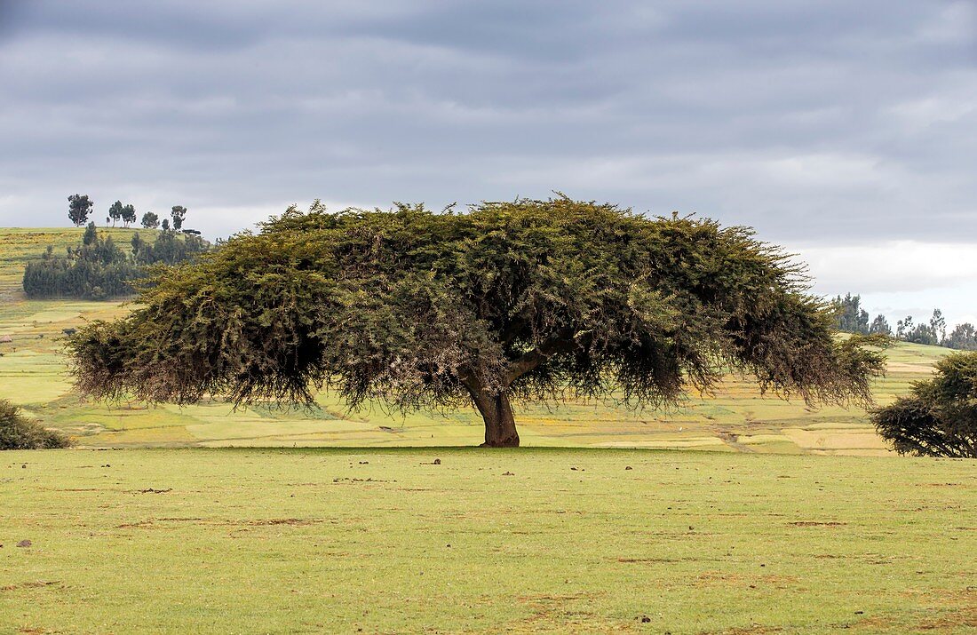 Abyssinian acacia tree,Ethiopia