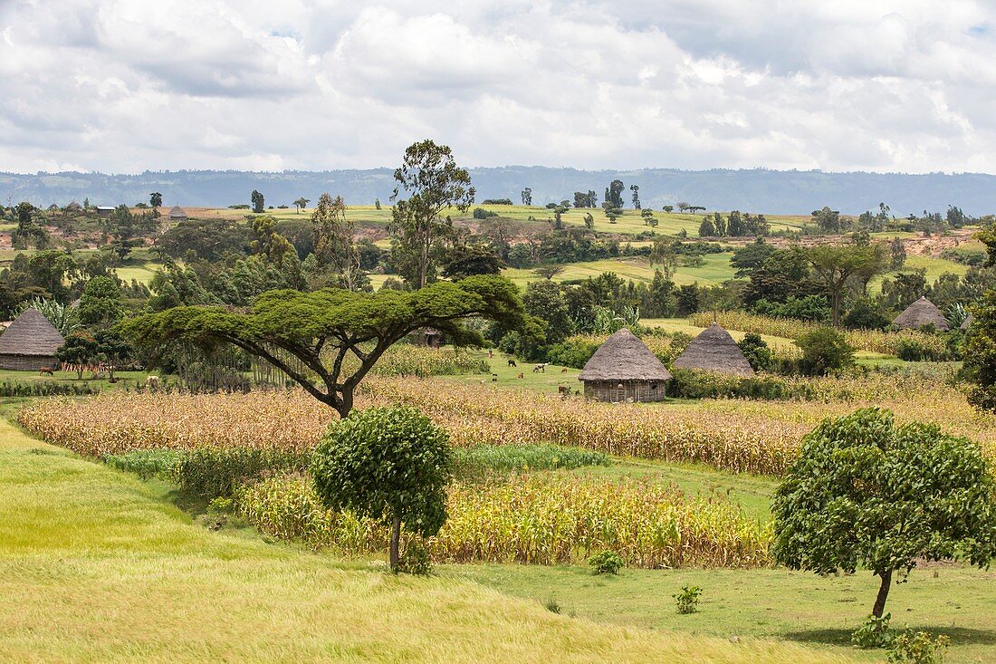 Rural Ethiopian landscape