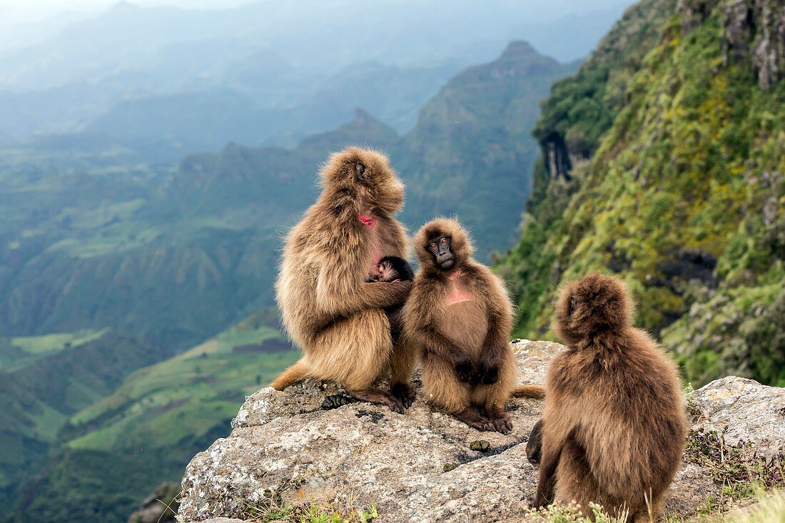 Gelada baboon family on a cliff edge