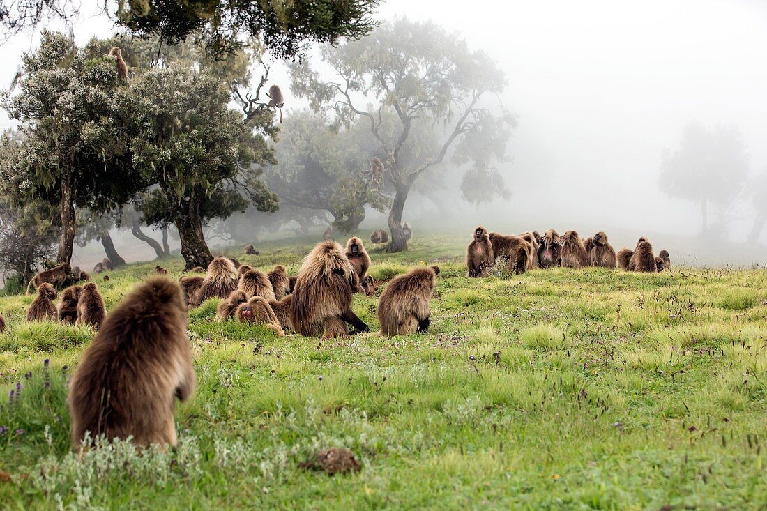 Grazing Gelada baboons in the mist