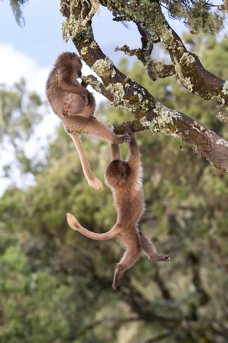 Juvenile Gelada baboons at play
