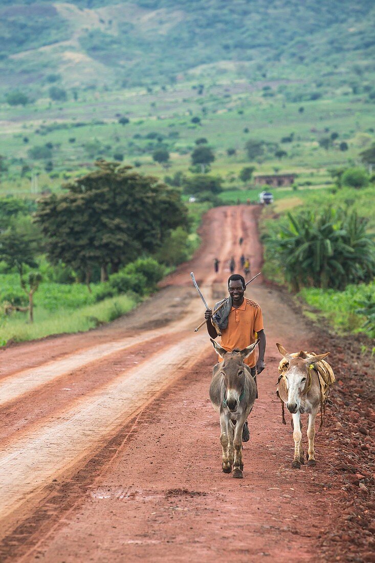 Ethiopian farmer walking donkeys