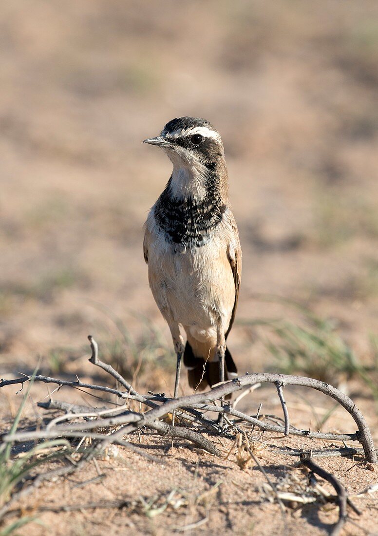 Capped Wheatear