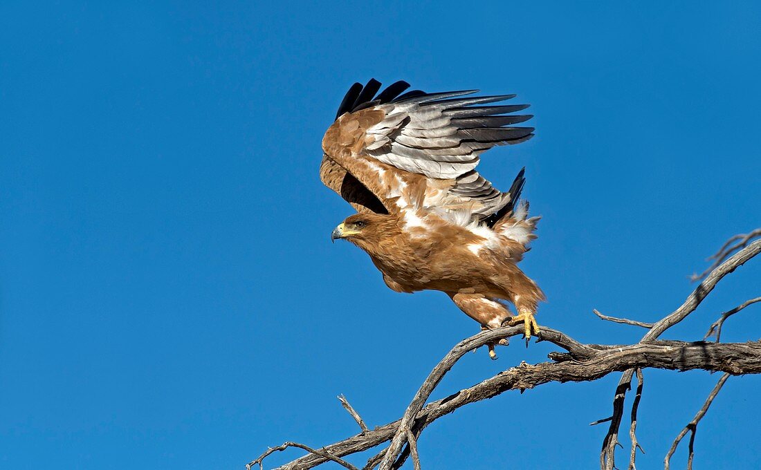 Tawny Eagle taking off