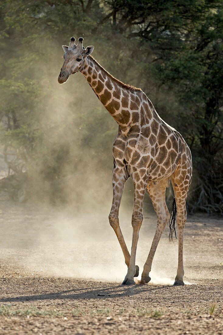 Giraffe walking in the Kalahari