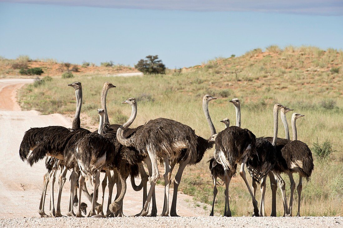 Southern Ostriches performing Geophagia