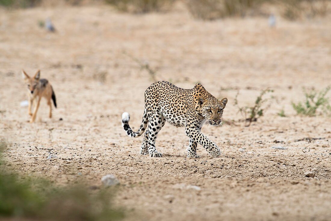 Leopard stalking