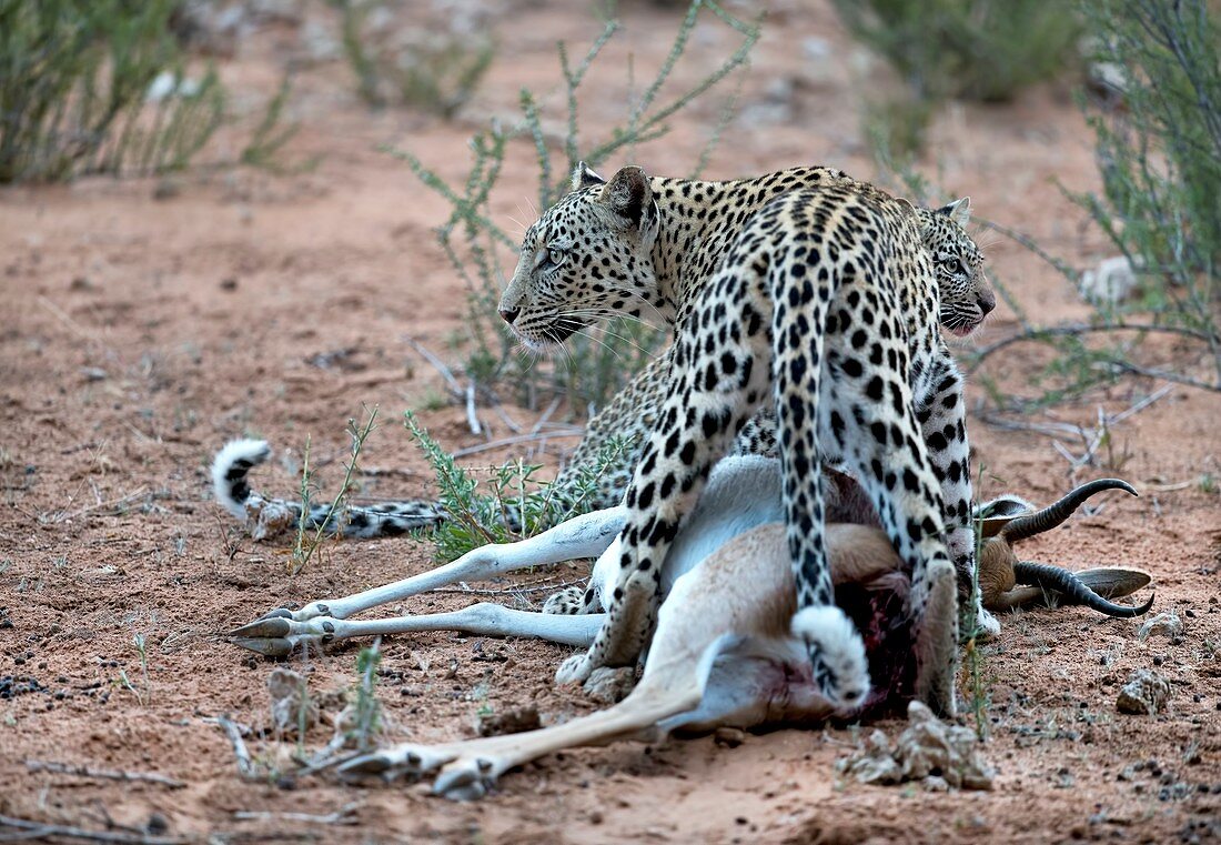 Female leopard & cub with springbok prey