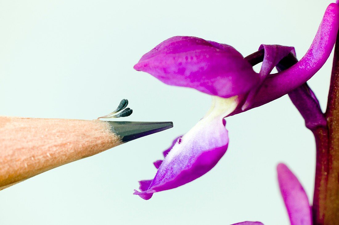Pollination of Orchis mascula