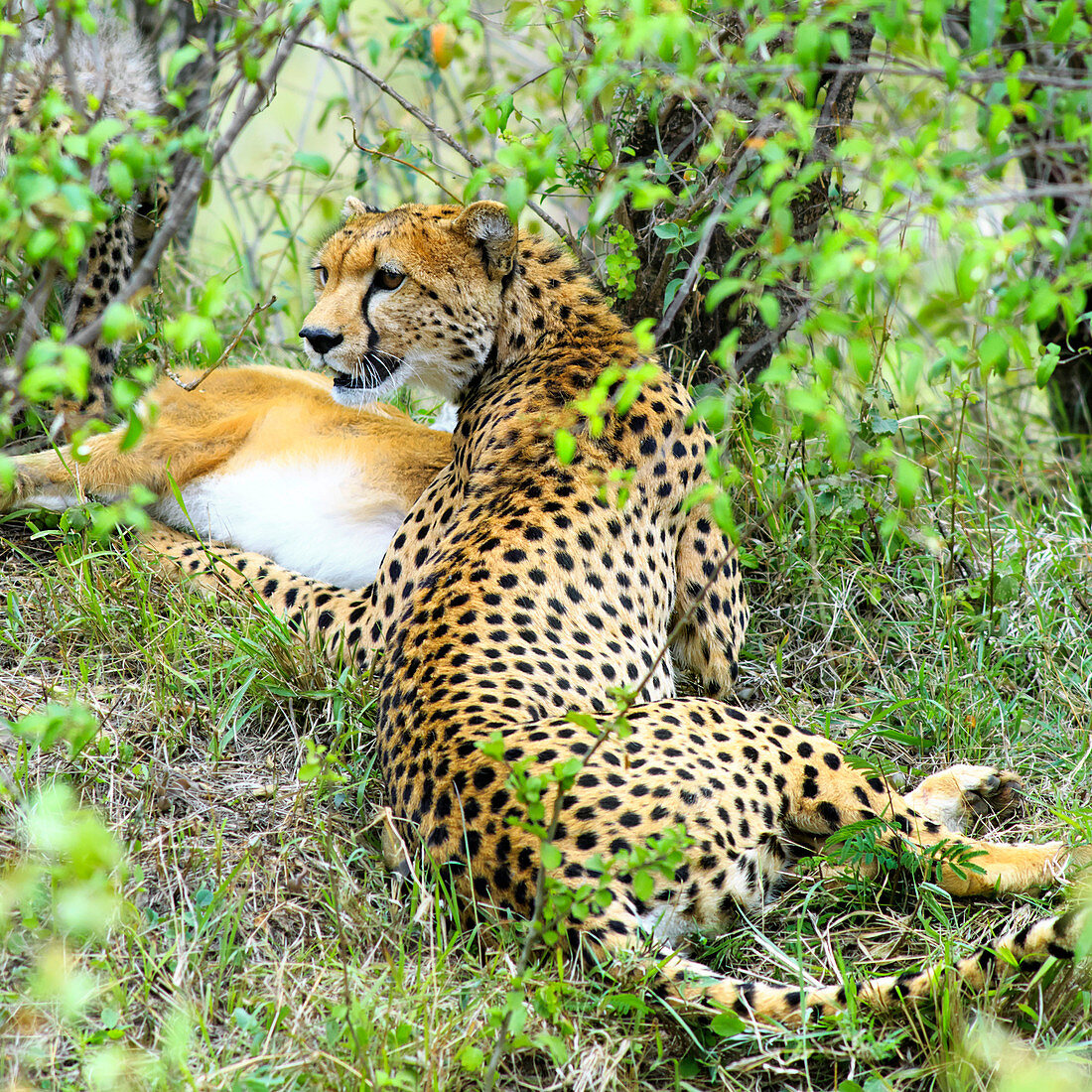 Cheetah with its kill