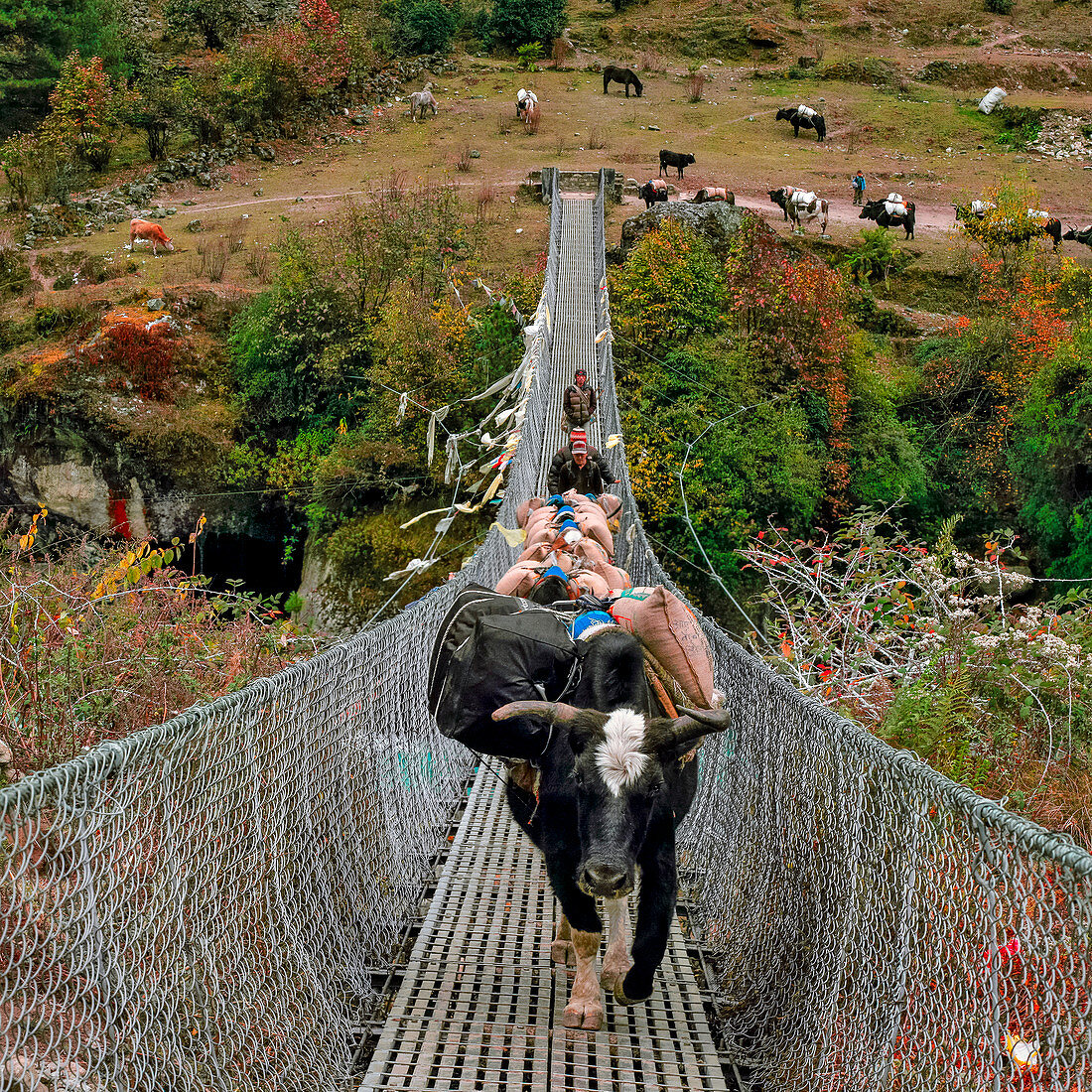 Yaks on rope bridge,Nepal