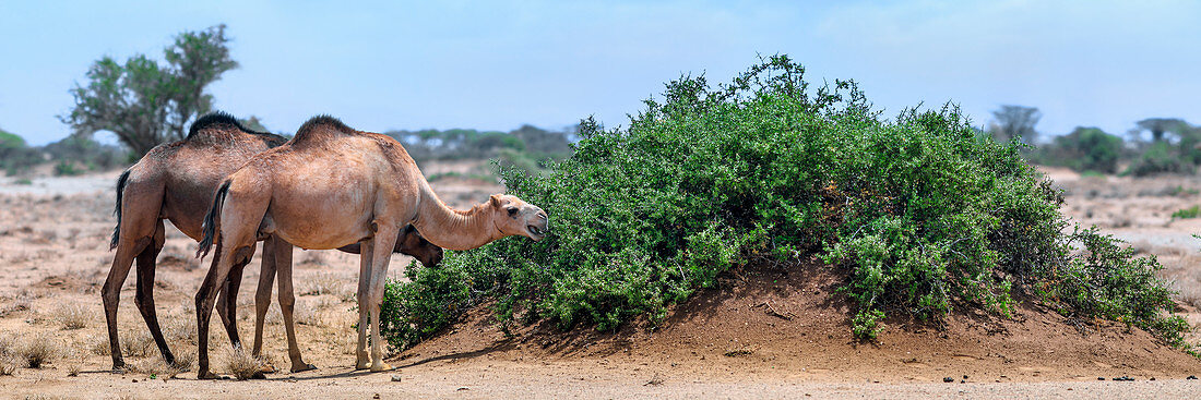 Camels eating salt cedar