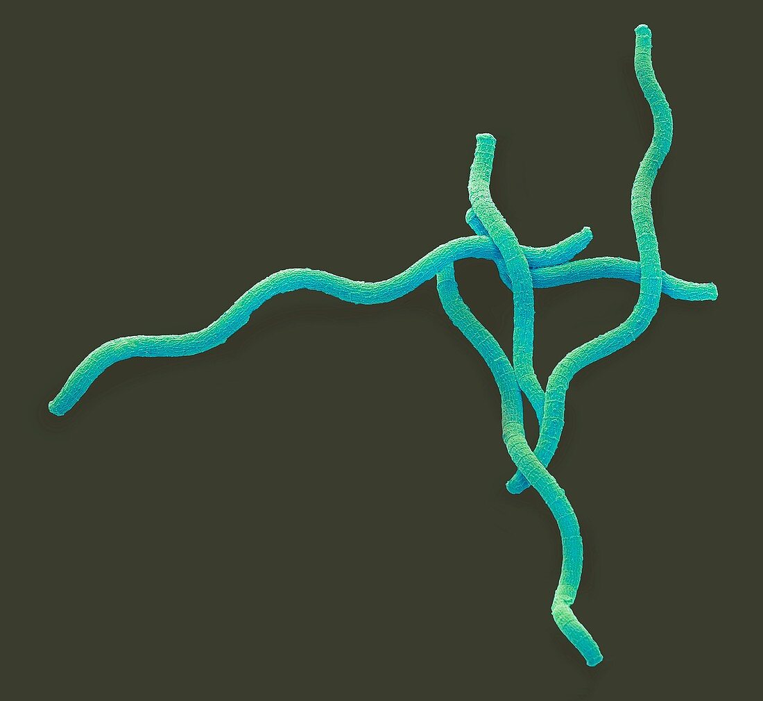 Spirulina cyanobacteria,SEM