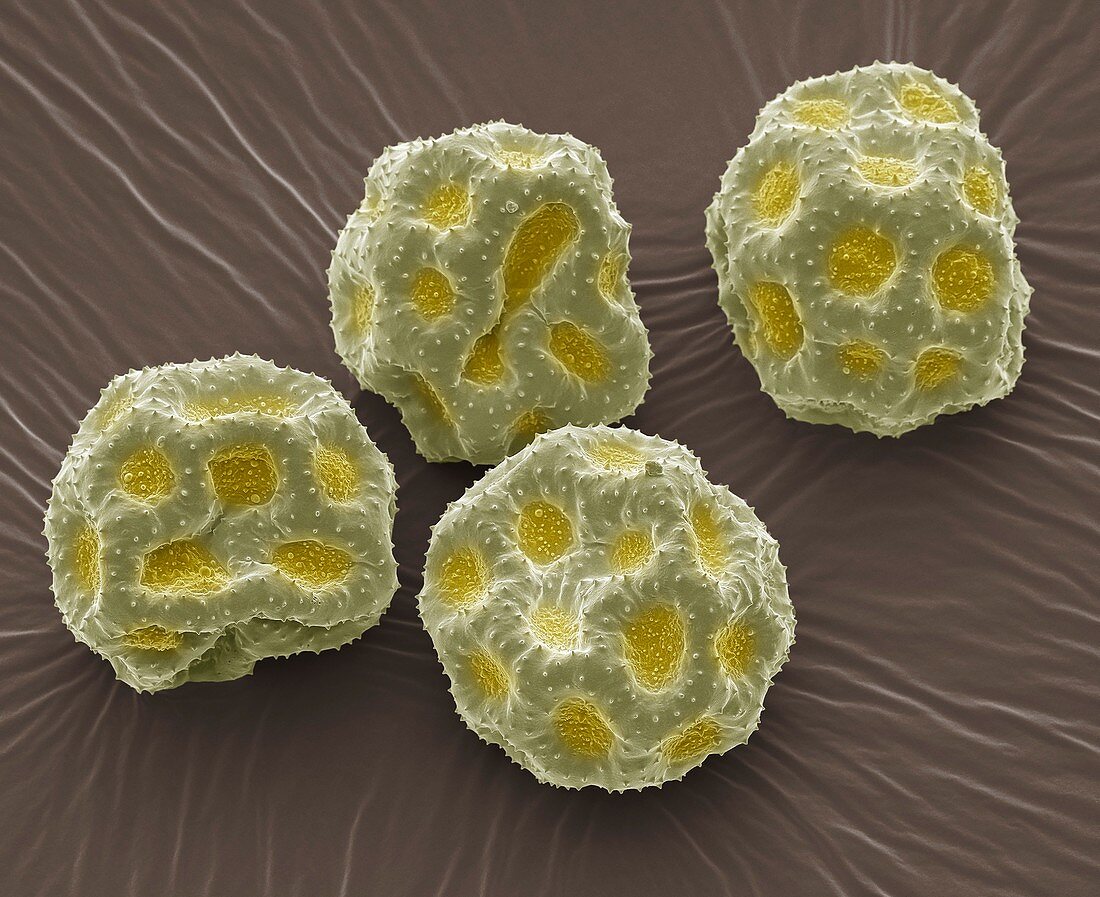 Anemone pollen grains,SEM