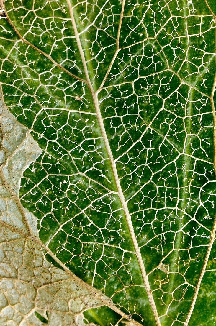 Leaf Skeleton of Ivy (Hedera helix)