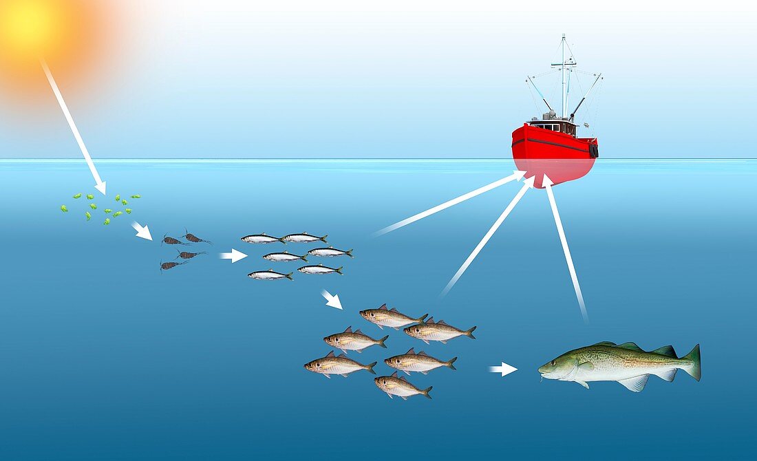 Sea food chain,illustration