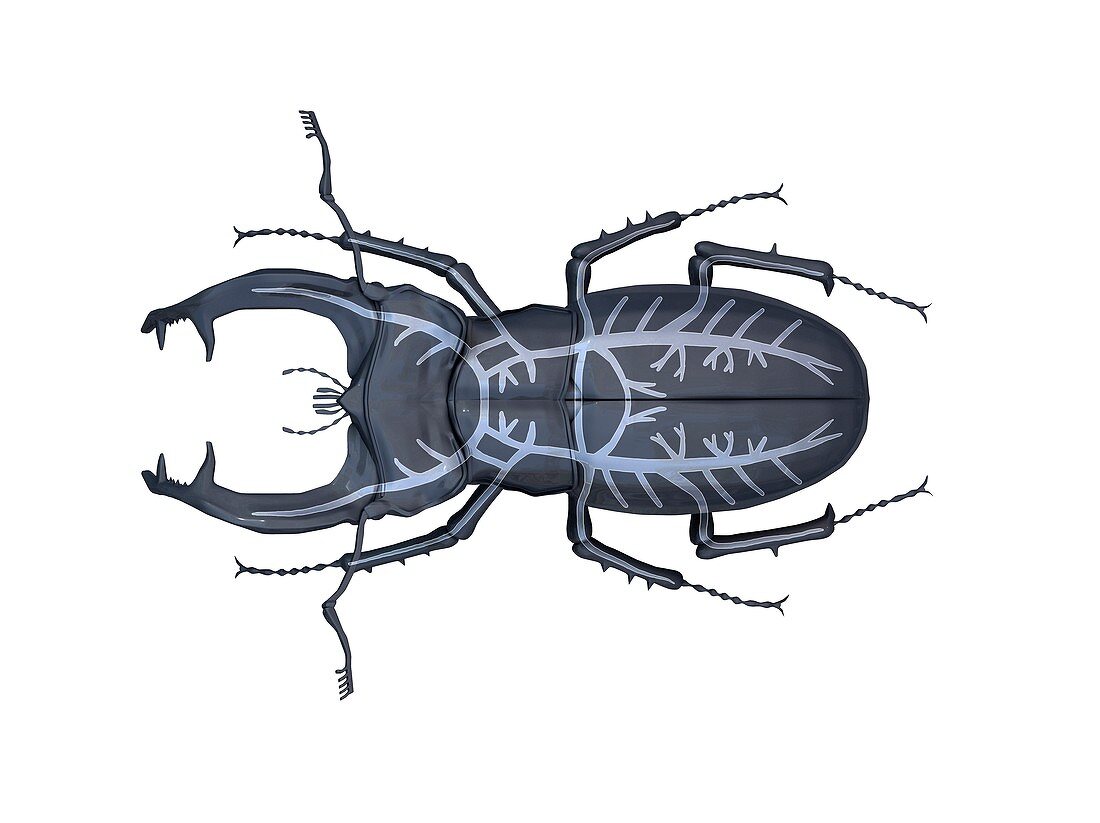 Stag beetle respiratory system