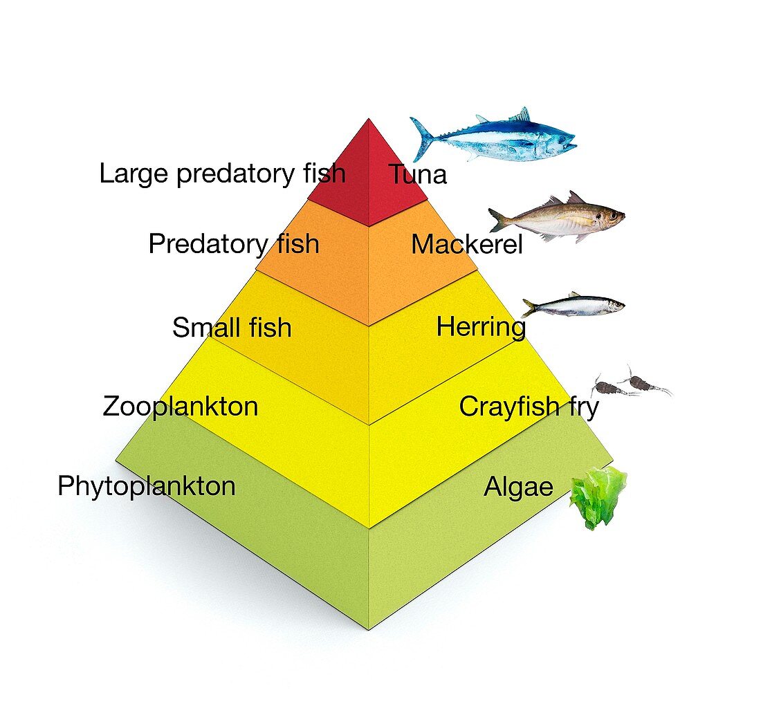 Trophic levels in the sea,illustration