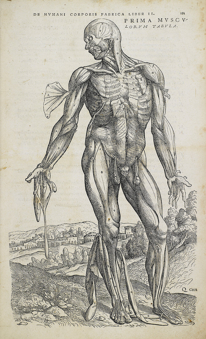 Human muscles,16th Century illustration