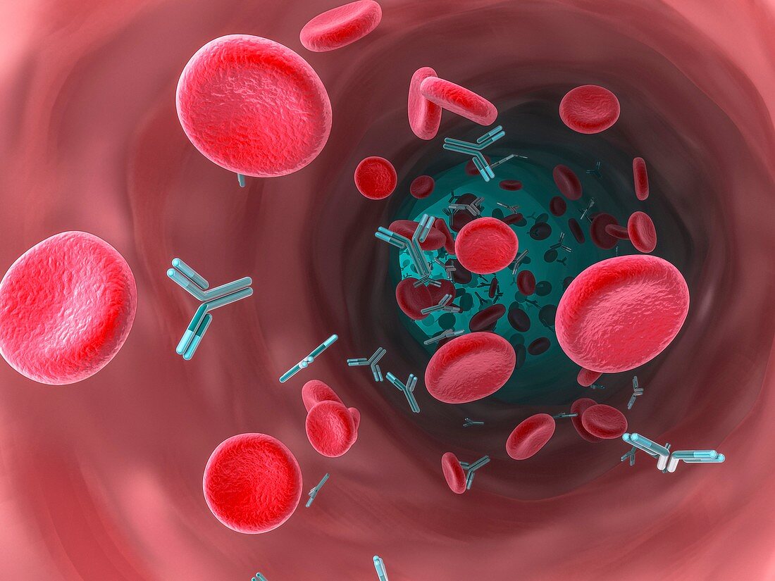 Antibodies in bloodstream,illustration