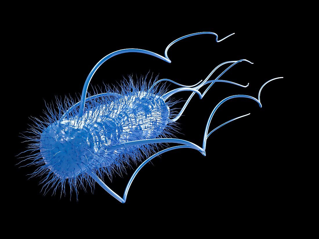E. coli bacterium,illustration