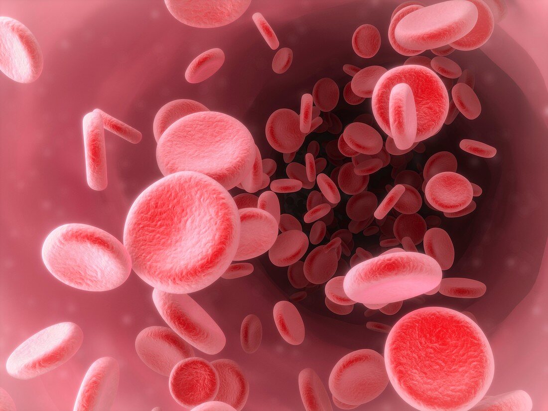 Red blood cells,illustration