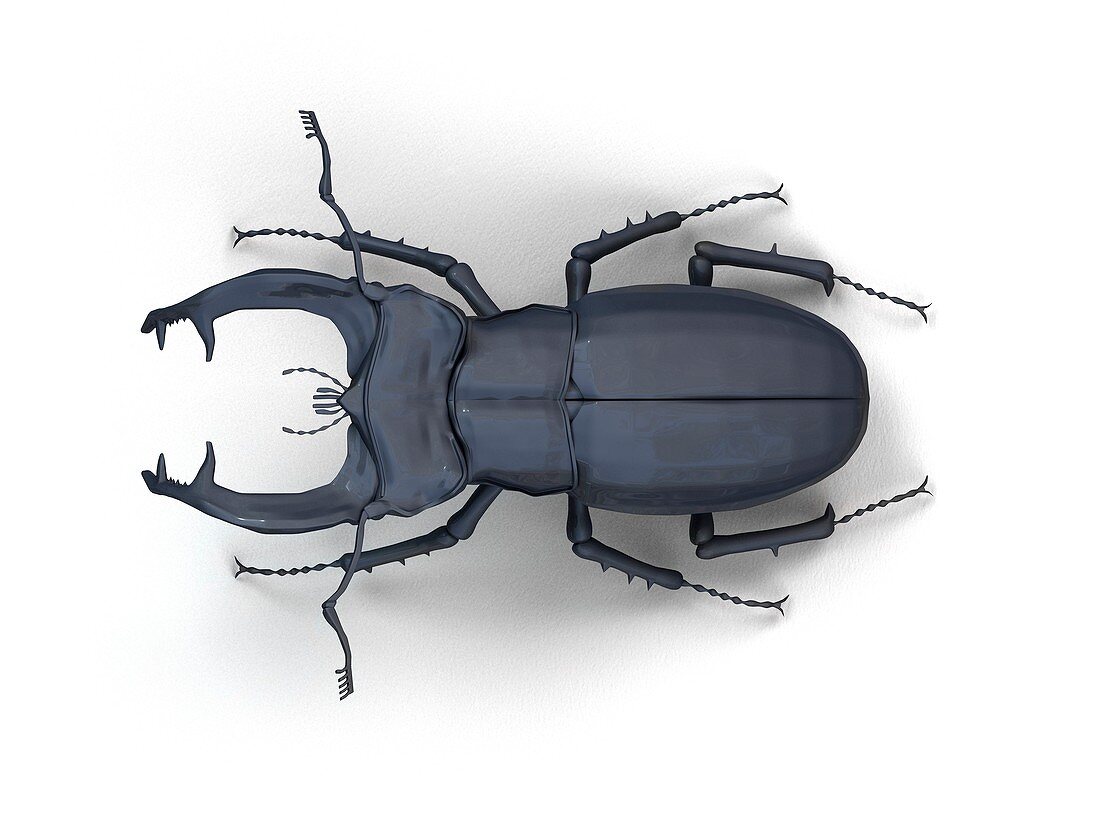 Stag beetle,illustration