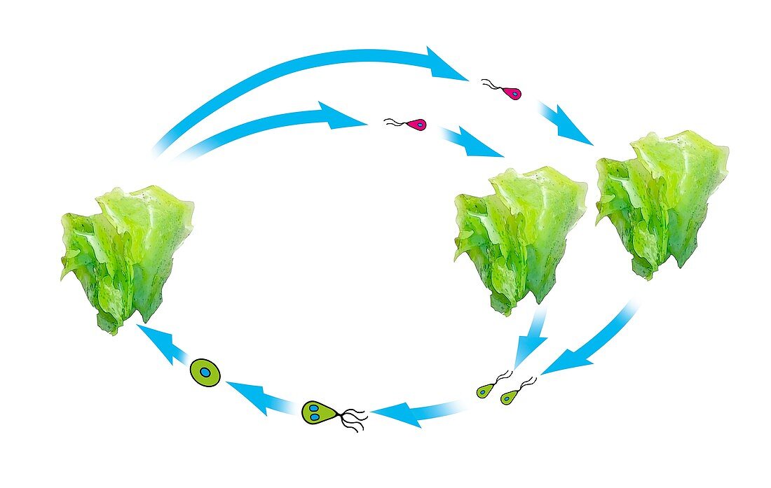 Algae and plant life-cycle,illustration