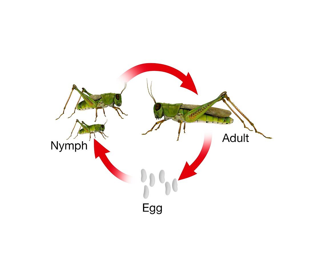 Incomplete metamorphosis,illustration