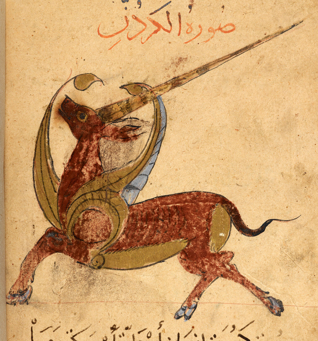 Unicorn,illustration