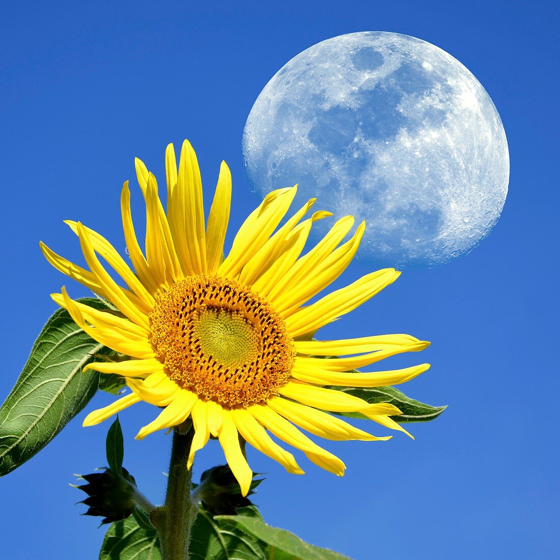 Moon and sunflower
