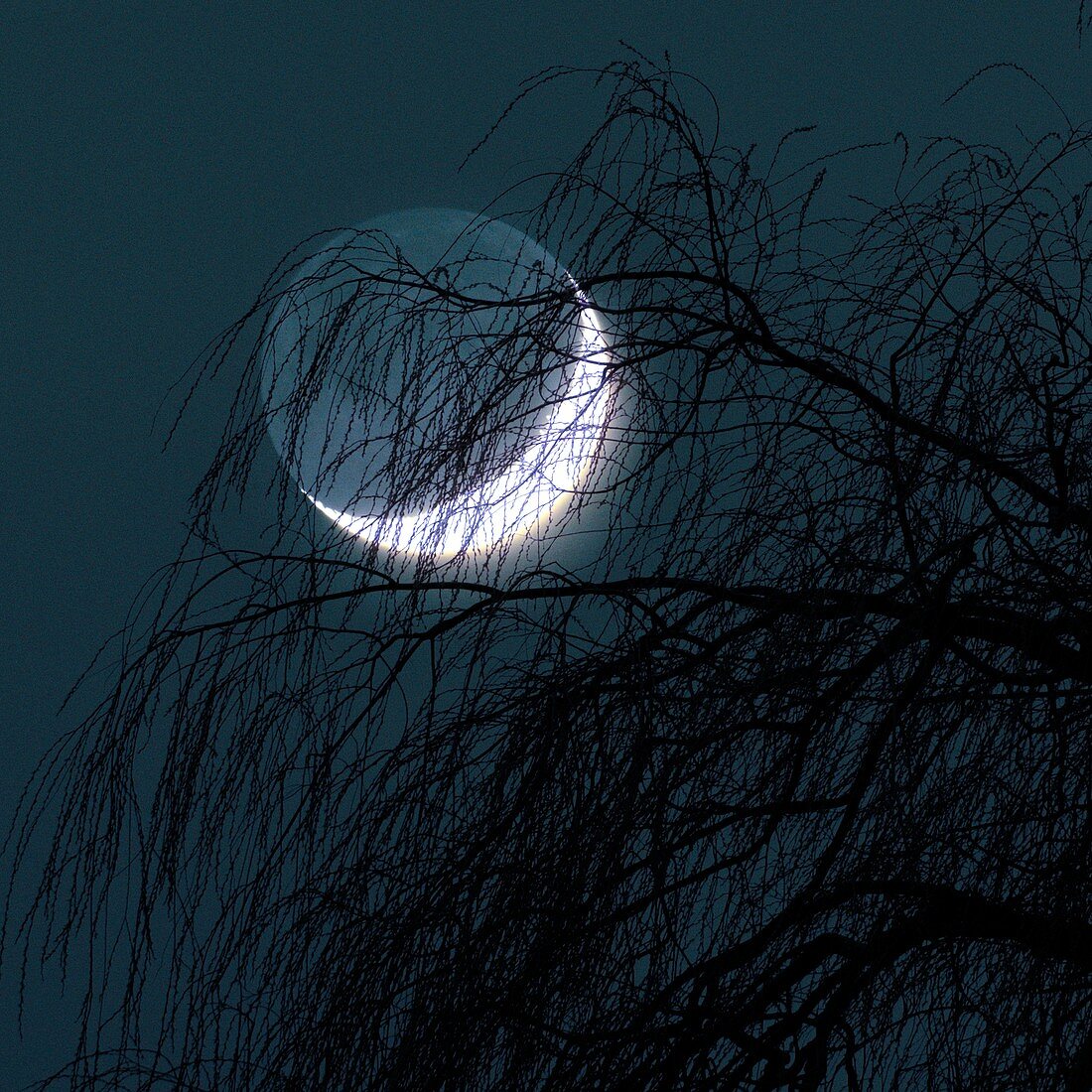 Crescent moon behind a tree