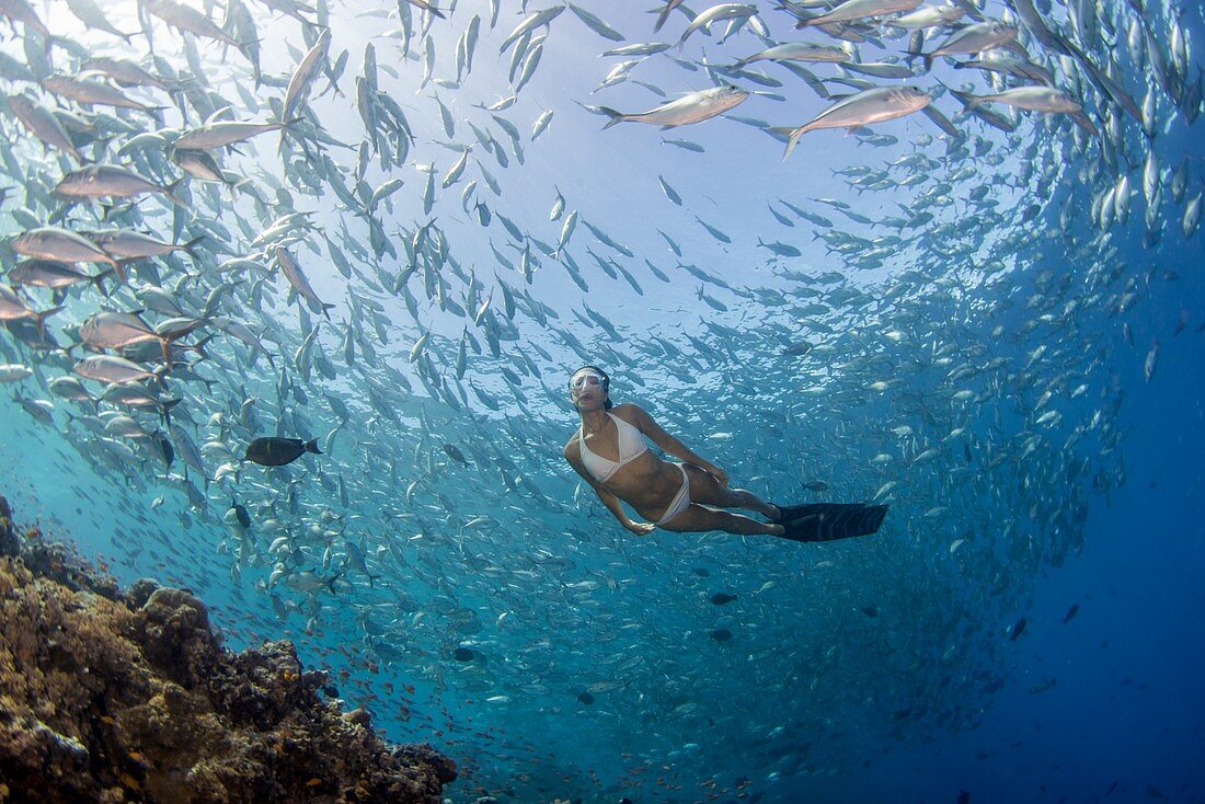 Free diver in school of fish