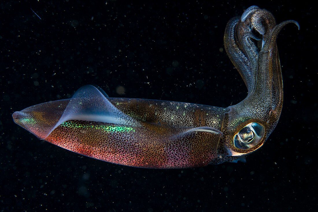 A squid swimming at night