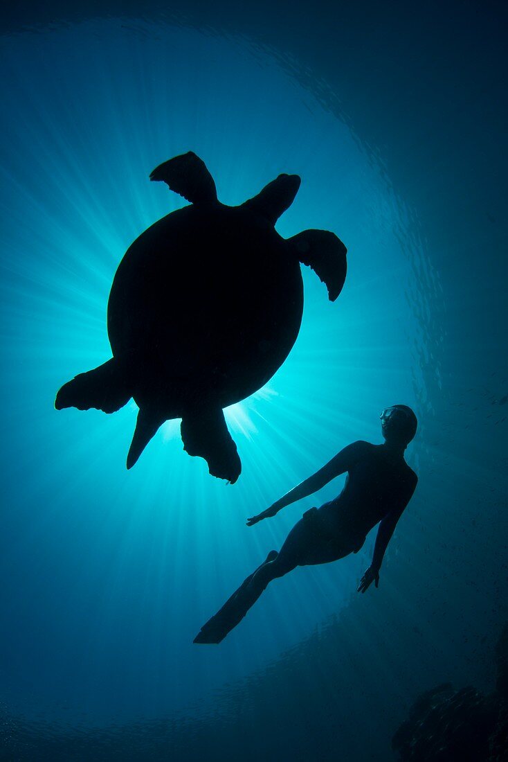 Free diver with a turtle