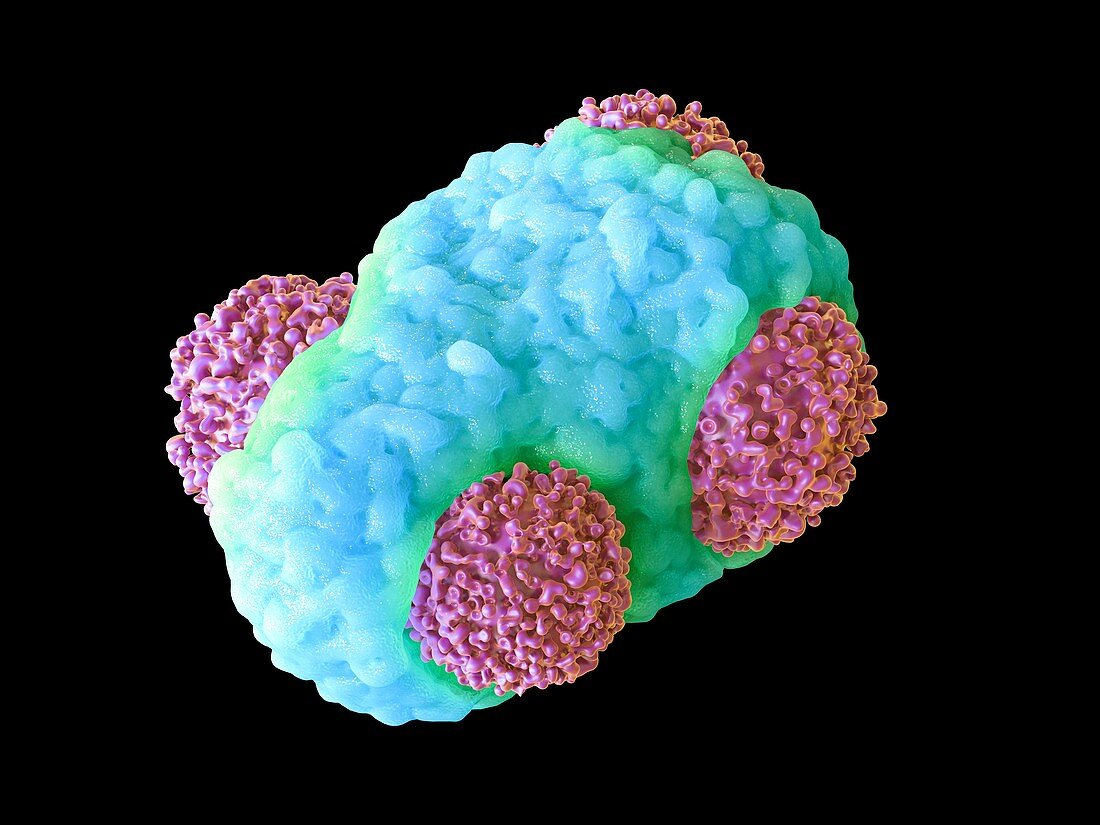Macrophage engulfing cancer cells