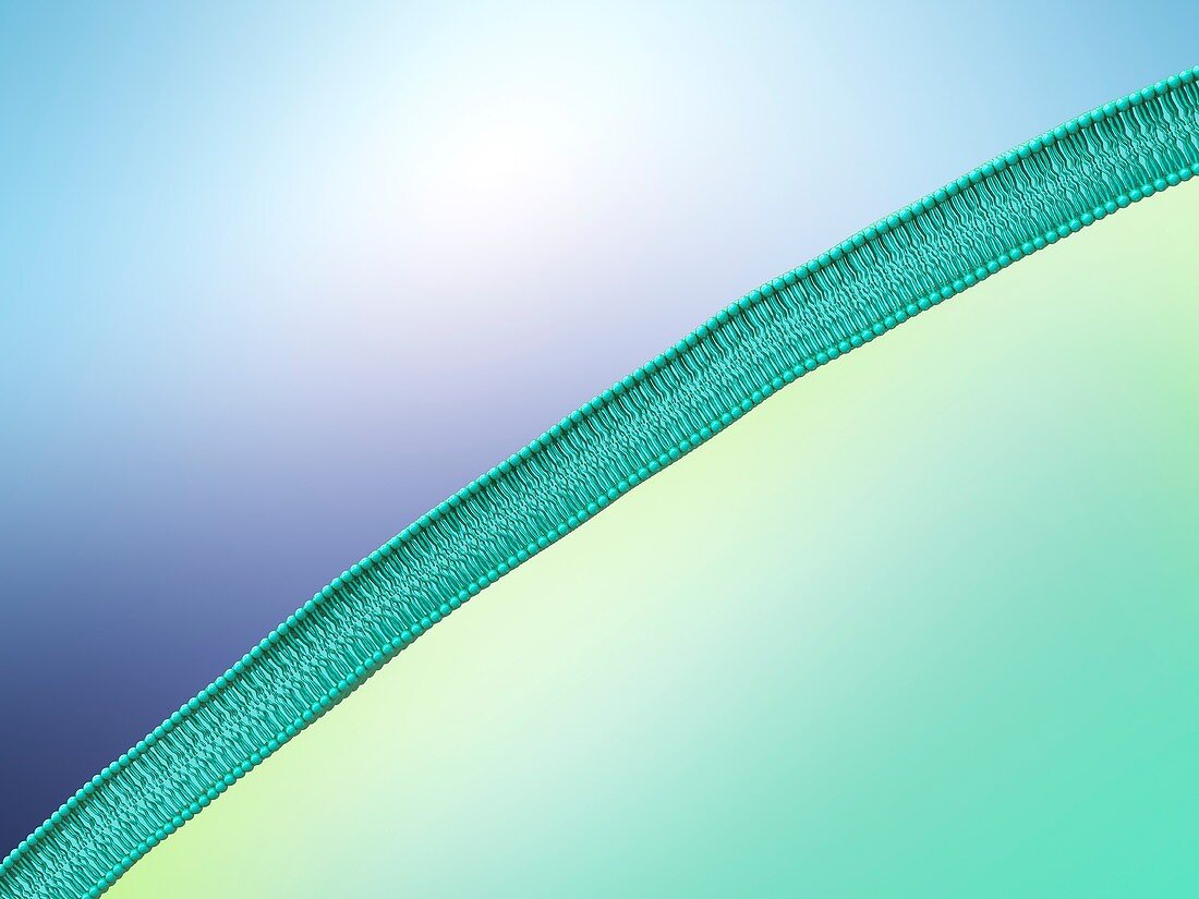 Lipid membrane,illustration