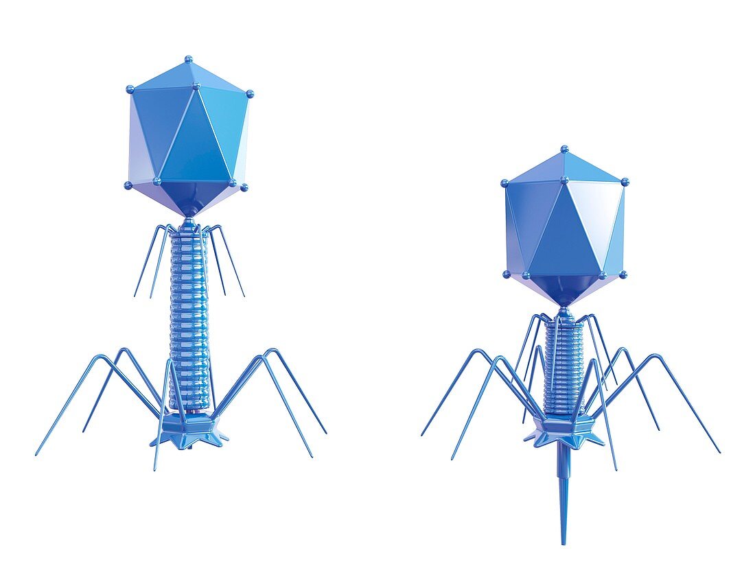 T4 bacteriophage,illustration