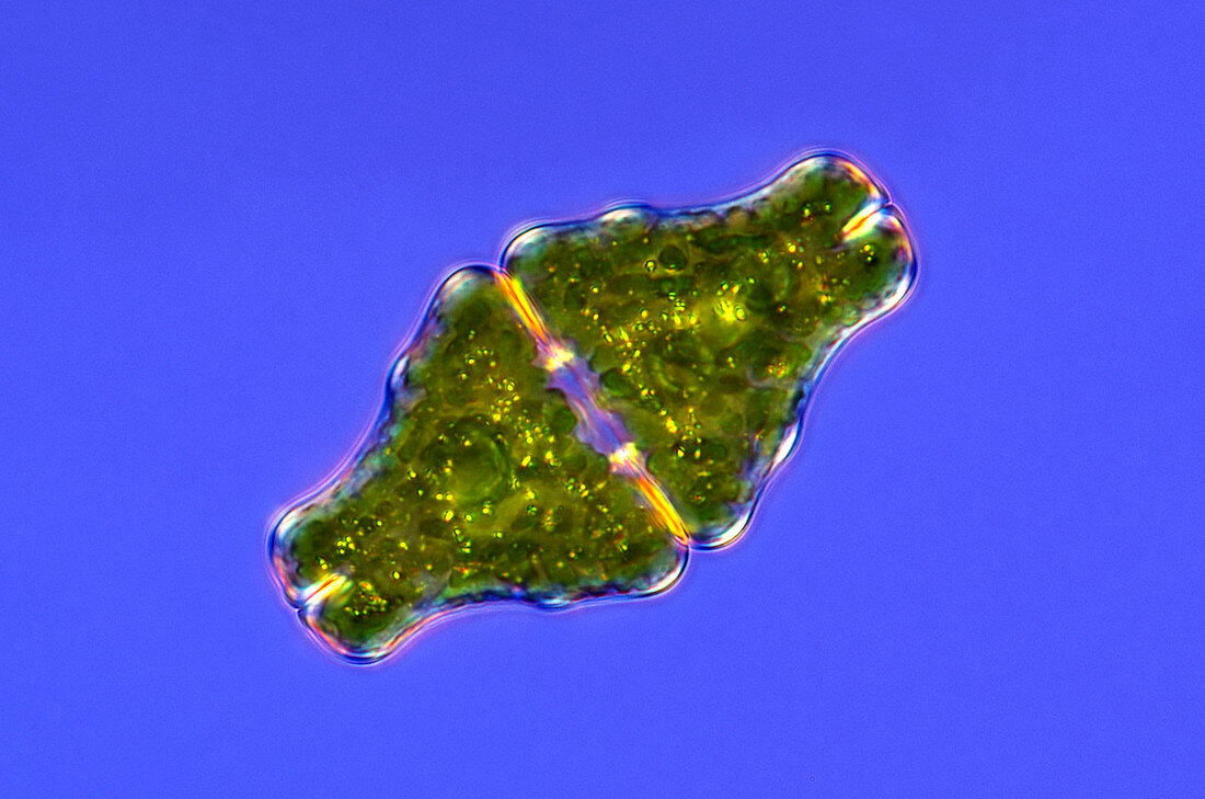 Euastrum desmid,light micrograph