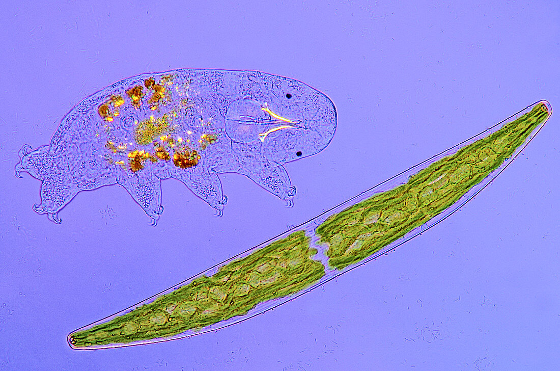 Desmid and tardigrade,light micrograph