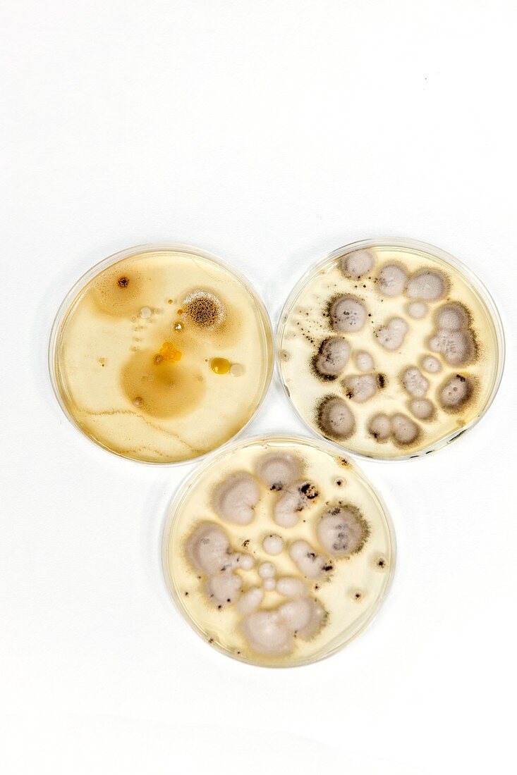 Penicillium and bacteria in petri dishes